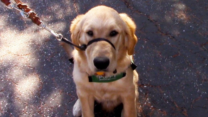 The Ups & Downs of Raising a Guide Dog