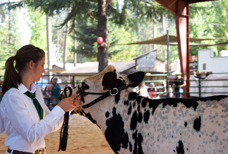 Freshman Arden Franks tends to a cow during 4H master showmanship at the Nevada County Fair. Photo by Morgan Ham