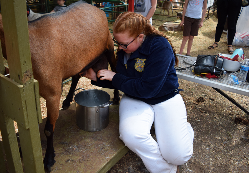 Sophomore Bailey Ham milks her dairy goat before showmanship at the Nevada County Fair.  Photo by Morgan Ham 